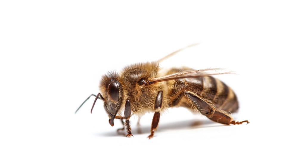 Lars Chittka untersucht Bienen nicht nur als Superorganismus, sondern auch als Individuum.