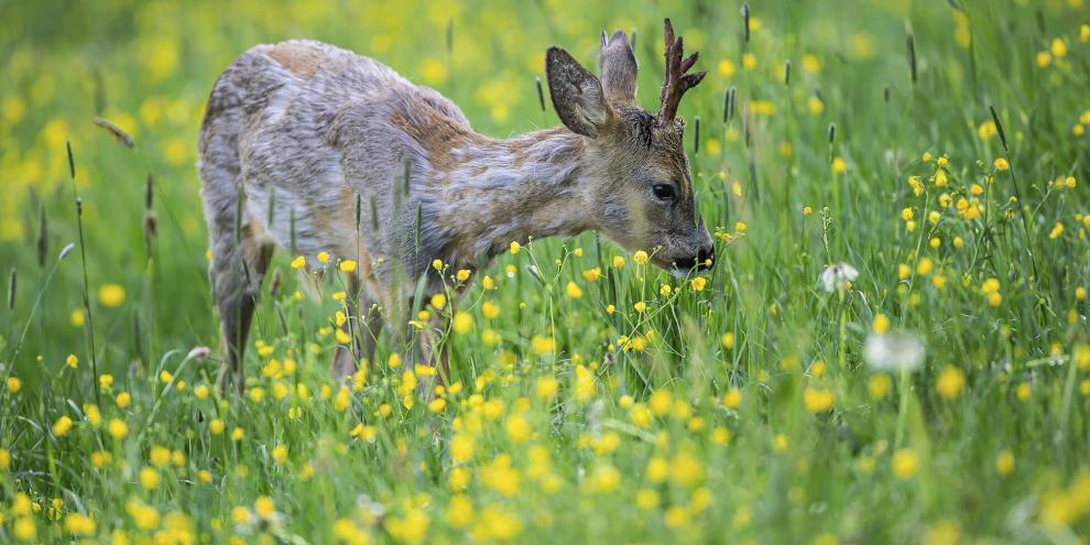 Im Frühjahr muss das Rehwild seine Energiereserven auffüllen.