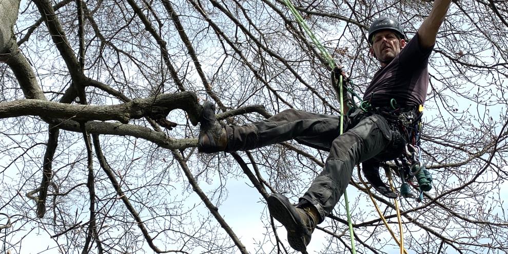 Die Seilklettertechnik ist ein etabliertes Arbeitsverfahren in der Baumpflege.