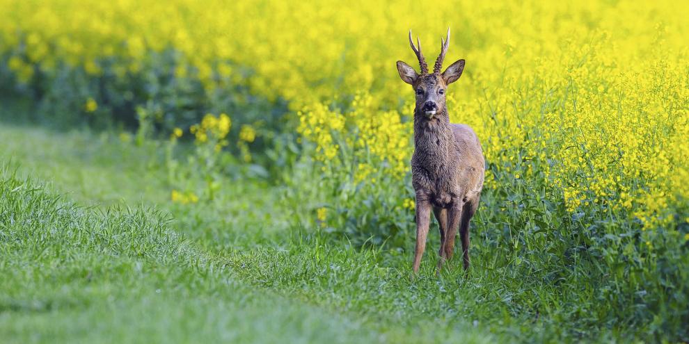Einstand und Äsung: Raps wirkt zu jeder Jahreszeit auf Rehwild wie ein Magnet.