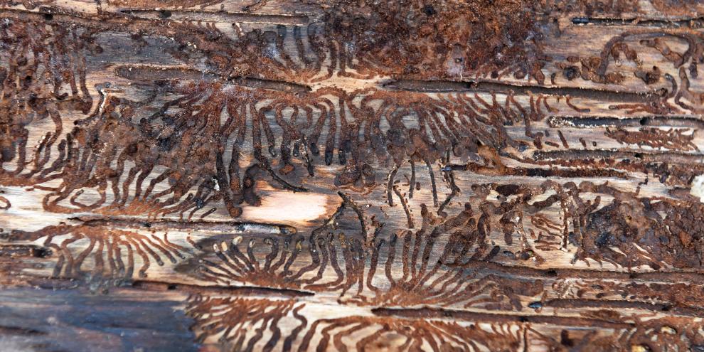 So viele Wege wie der Käfer im Baum findet, so viele Wege für seine Bekämpfung wünscht sich die Forstwirtschaft – für den Notfall.