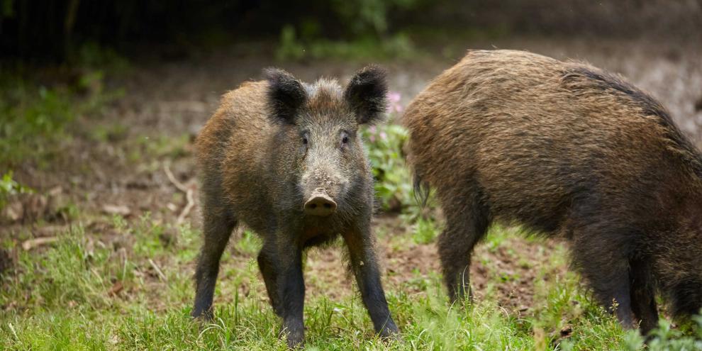 Eine Wohnsiedlung im Ruhrgebiet hat regelmäßig tierischen Besuch.