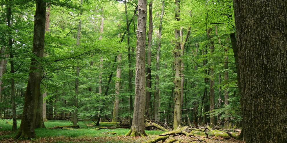Welche Artenvielfalt steckt hinter einem solchen Waldbild?
