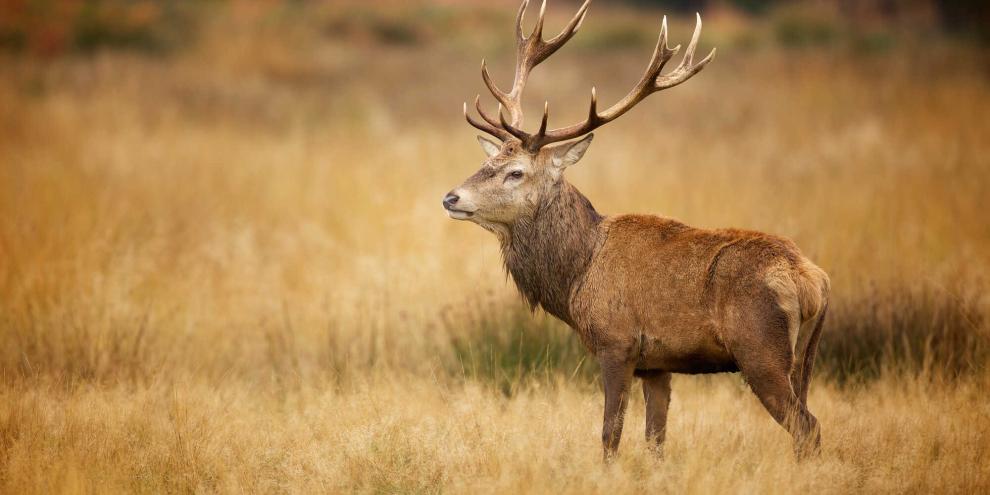 Sechs Trophäen wurden vom Gelände des Nationalparks Bayerischer Wald gestohlen.