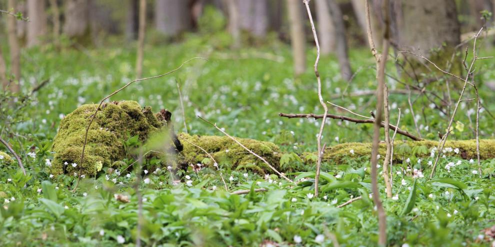 Der Wandel der Pflanzengemeinschaften hinkt dem Wandel der lokalen Temperatur hinterher. Diese Verzögerung („Klimaschuld”) war am höchsten bei Waldpflanzen unterhalb des Kronendachs.