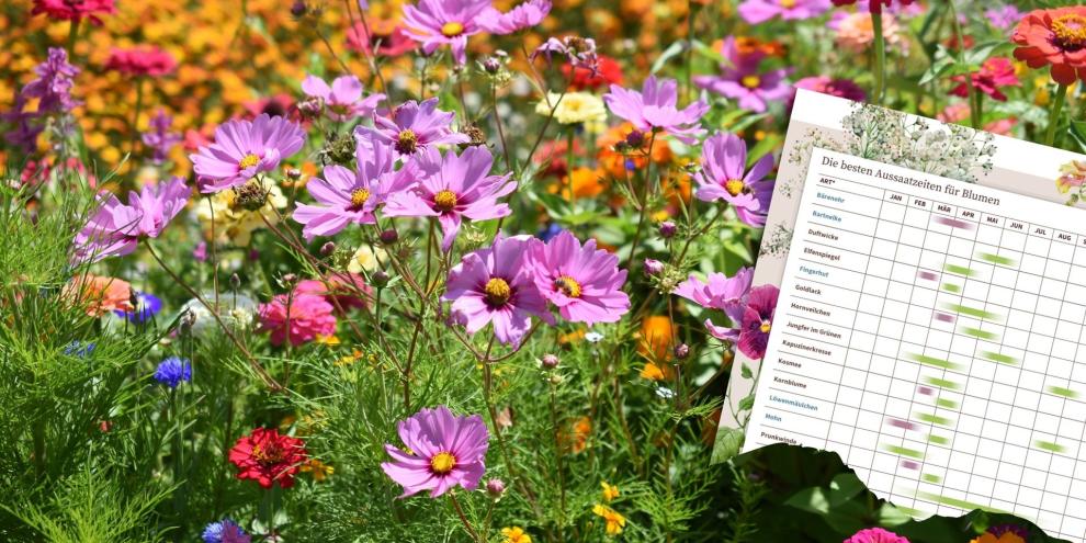 Sommerblumen Kosmeen Kornblumen Zinnien