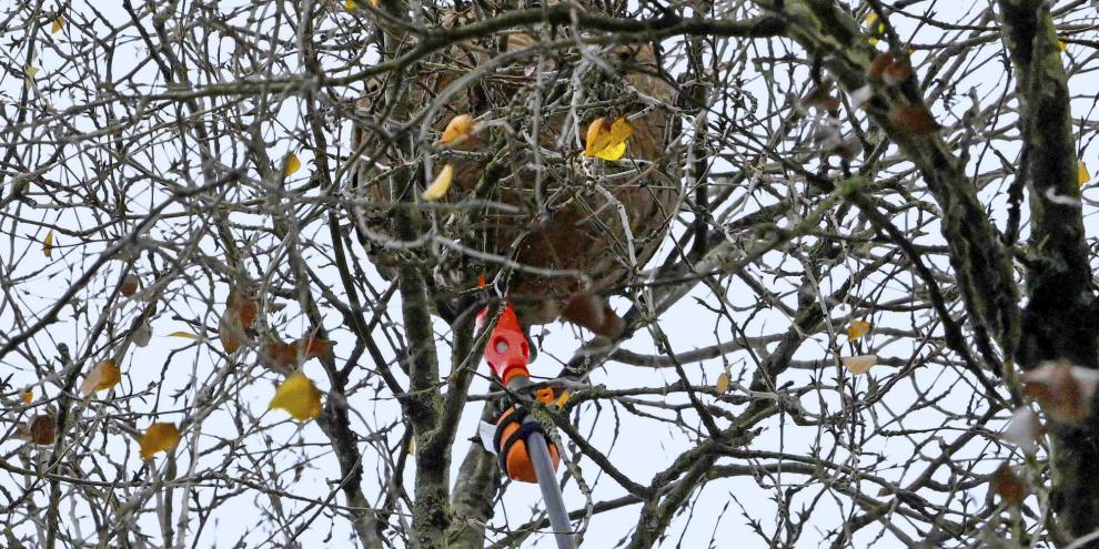 Mit Fördermitteln unterstützt Baden-Württemberg auch 2026 die Entfernung von Nestern der Asiatischen Hornisse.