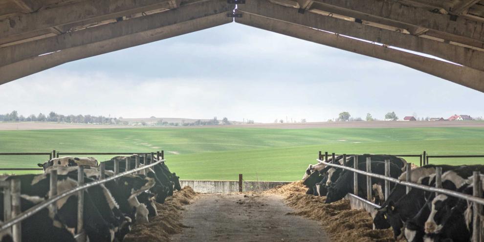 Ukrainische Milchbauern brauchen finanzielle Unterstützung