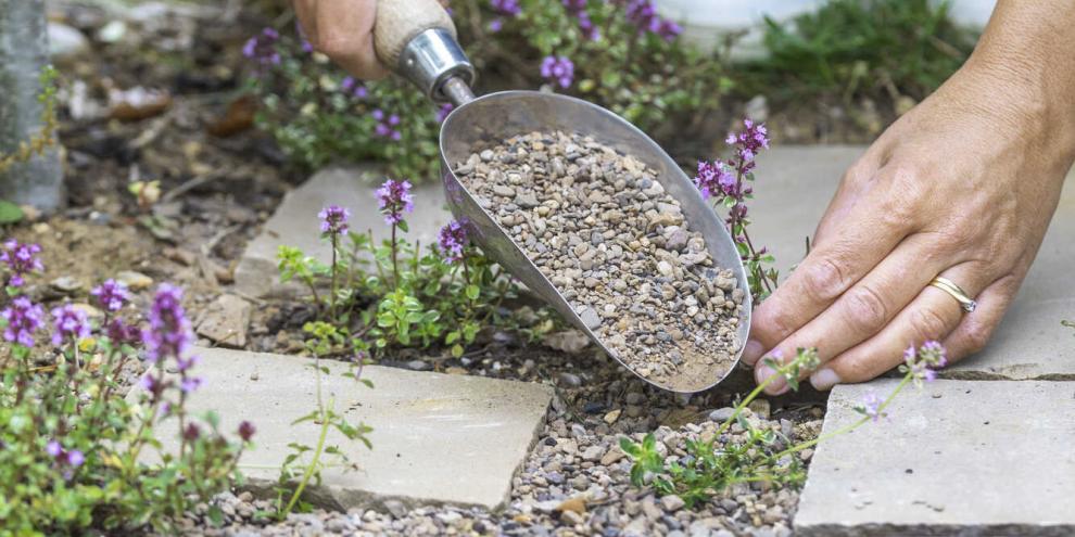 Thymian liebt karges Substrat.