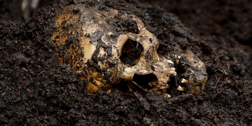 Bei Bauarbeiten wurden auf einem Acker in Niedersachsen zuerst ein Schädel und dann Knochen gefunden. SYMBOLBILD