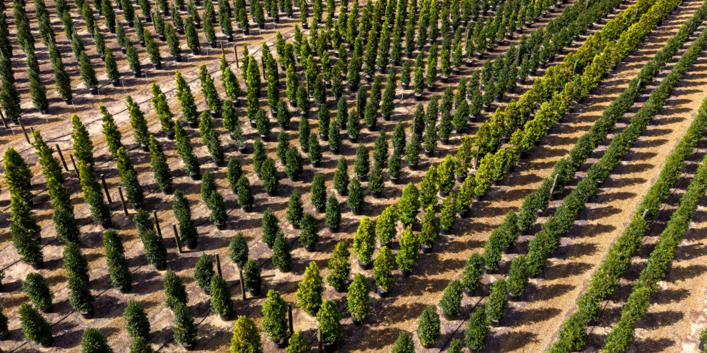 Ein Profi gibt im NDR Pflegetipps für große Gehölze. Zudem geht es an riskante Arbeiten in der Baumschule - mit dem Riesen-Bohrer.
