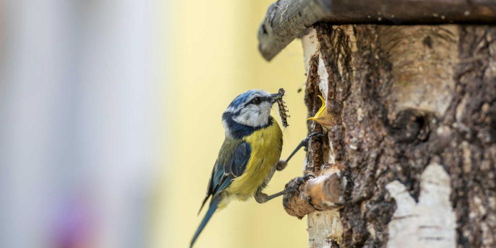 Diese Blaumeise hat einen Zünsler erbeutet.