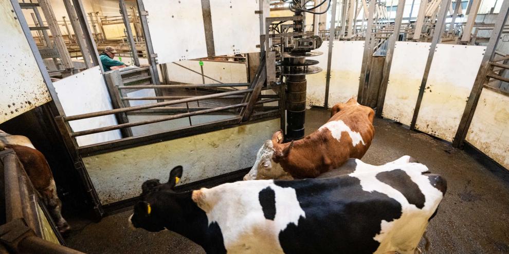 Kameras im Wartestall: Künftig überwachen Schlachthöfe tierschutzrelevante Abläufe lückenlos.