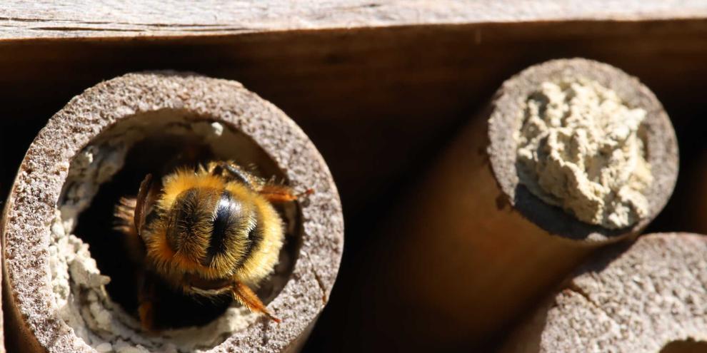 Wildbienen im Insektenhotel
