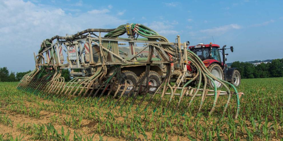 Wie viel Stickstoff kommt wirklich beim Mais an? Forscher haben nun für die Bedarfsberechnung neue Schätzmodelle entwickelt.