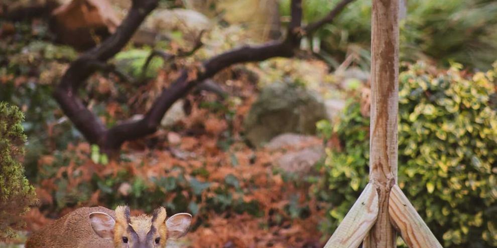 Neben einem Vogelhaus, aufgenommen in einem Haselünner Garten: Der Muntjak.