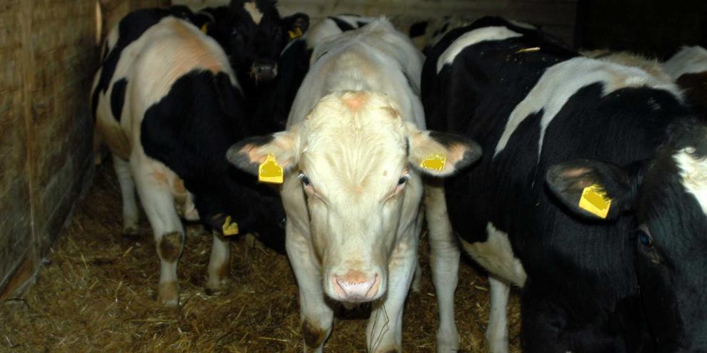 SYMBOLBILD: Viehdiebe haben im Landkreis Potsdam-Mittelmark 8 halbwüchsige Jungrinder aus einem Stall gestohlen. Sie richteten großen Schaden an.
