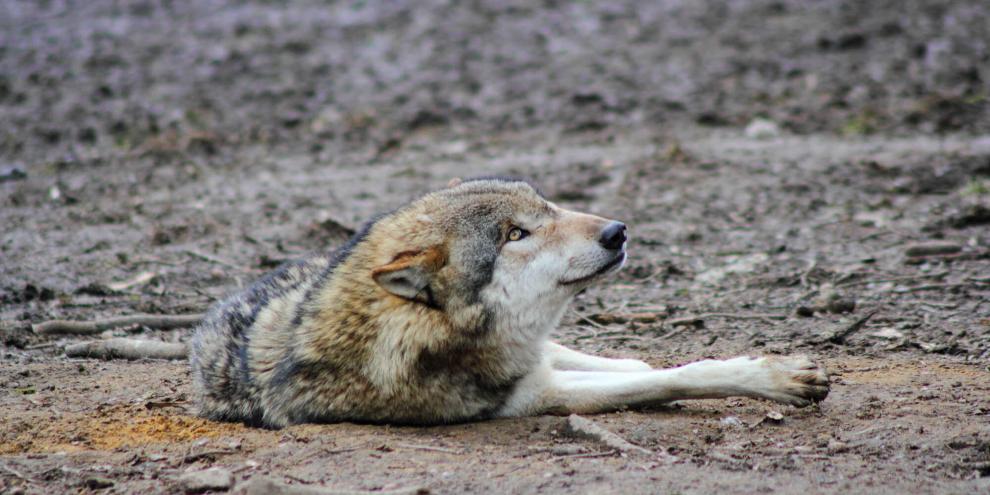 In Niedersachsen musste ein verletzter Wolf erlöst werden.