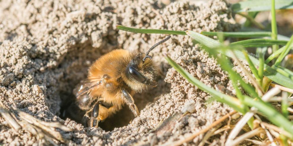 Eine Gemeine Sandbiene (Andrena flavipes) am Nesteingang