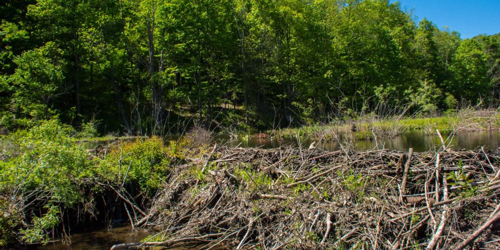 Biberdamm-Überflutung-AdobeStock_83885677