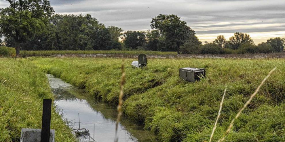 Nutria-Fallen-Graben
