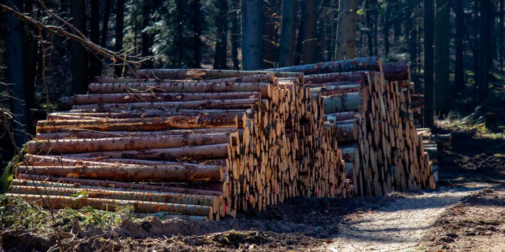 holz-wald-holzpolter