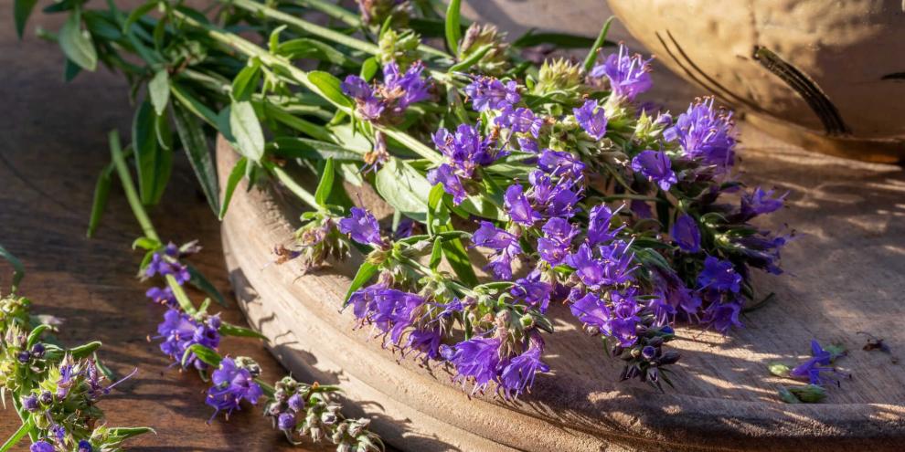 Ab Juli öffnet Ysop seine Lippenblüten und liefert besonders aromatische Triebspitzen.