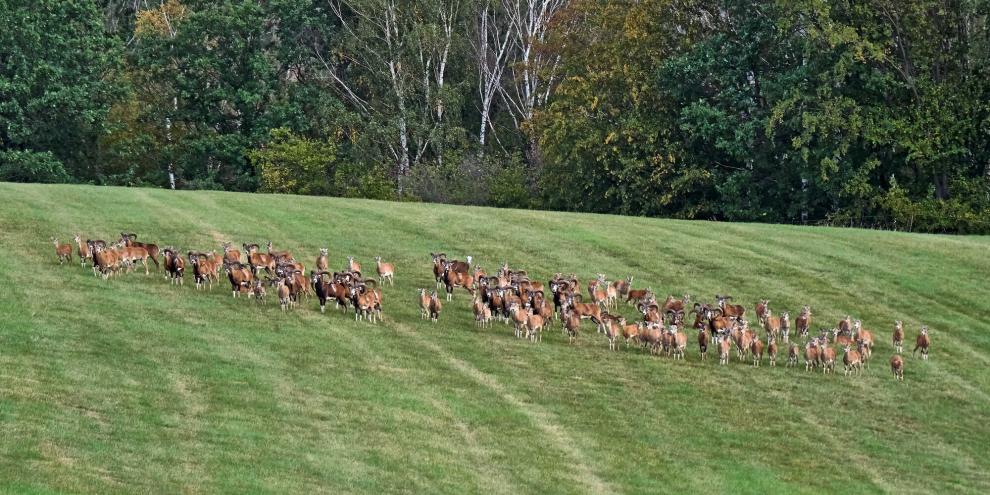 Um Wildschäden zurückzudrängen, soll in Ostthüringen das Muffelwild auch in der Nacht wieder bejagd werden können.