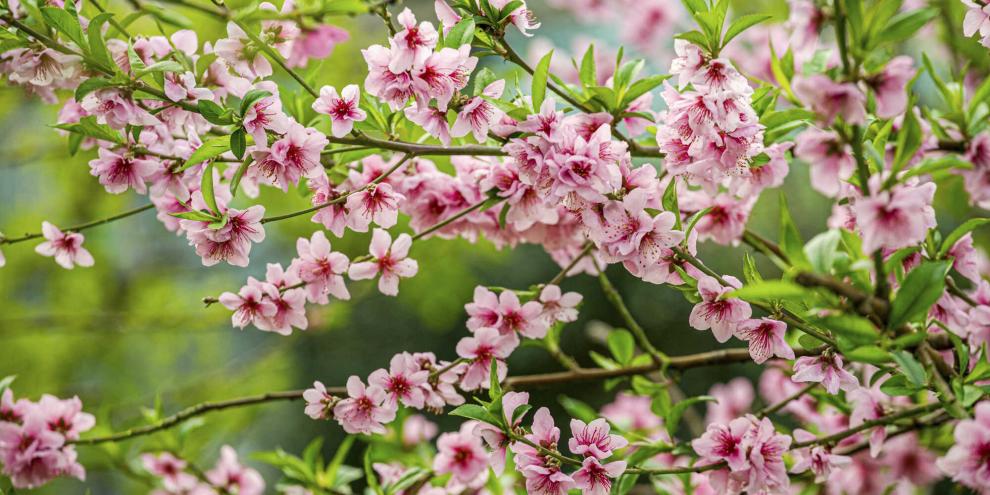 Pracht, die es vor Frost zu schützen gilt: Pfirsichblüte im  April