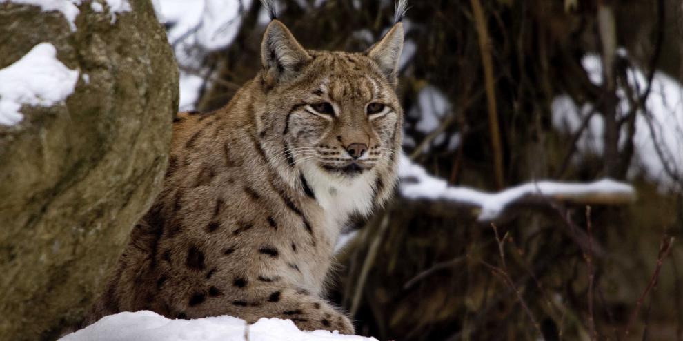 Im Harz sorgt ein Luchs aufgrund seines Verhaltens für Aufsehen.