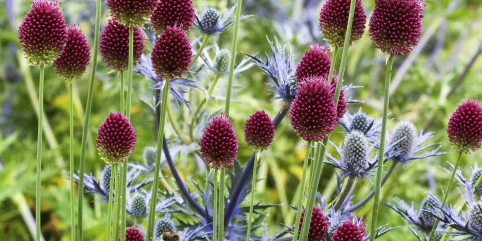 Dieser Kugellauch lässt seine Blüten wie an langen Trommelstöcken auf den Beeten wirbeln.
