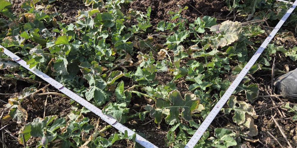 Mit Biomasse-Bonituren können Landwirte im Raps das Einsparpotenzial für die Frühjahrsdüngung errechnen.