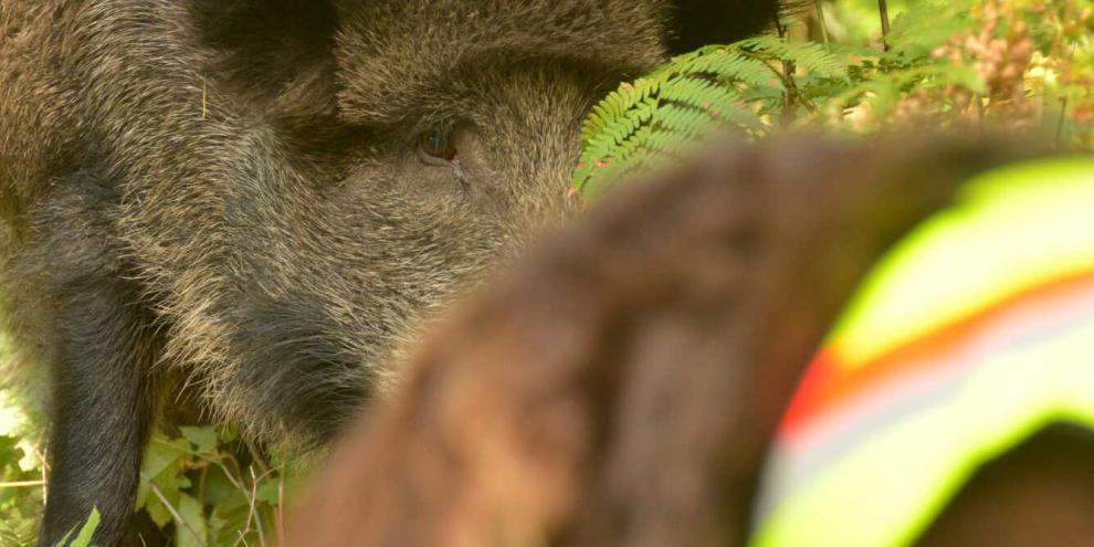 Wachtelhund_Saugatter