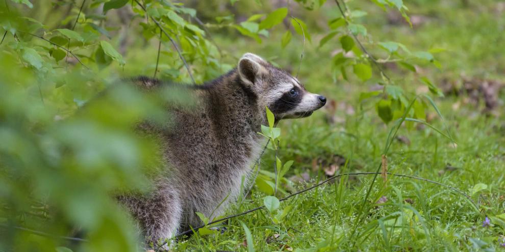 Der DJV ist erfolgreich gegen eine Falschmeldung in Bezug auf eine Finanzierung einer Waschbär-Studie vorgegangen.