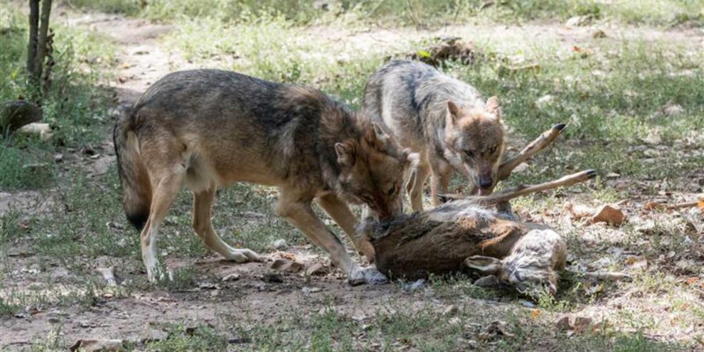 Immer wieder sorgen Wolfsrisse für Spannungen zwischen den Lagern.