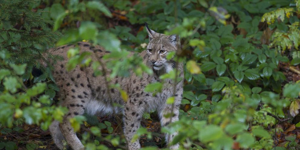 Luchs