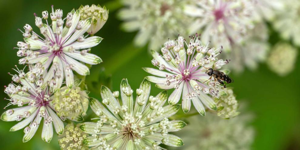 Die Sterndolde zeigt feine Blüten wie ein Stecknadelkissen, ist angenehm unkompliziert, bleibt meist von Schnecken verschont und fühlt sich im halbschattigen Beet richtig wohl.