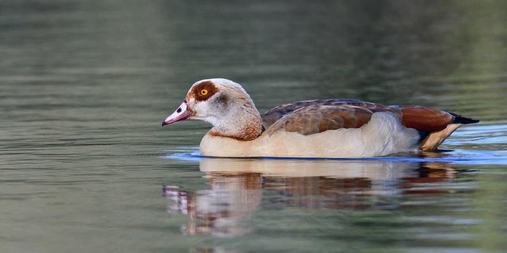 Die Nilgänse werden in Baden-Württemberg zunehmend zum Problem.