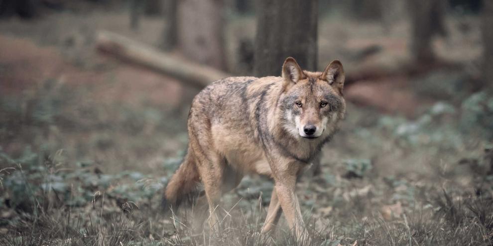 Der Hamburger Wolf wurde wieder ausgewildert (Symbolbild).