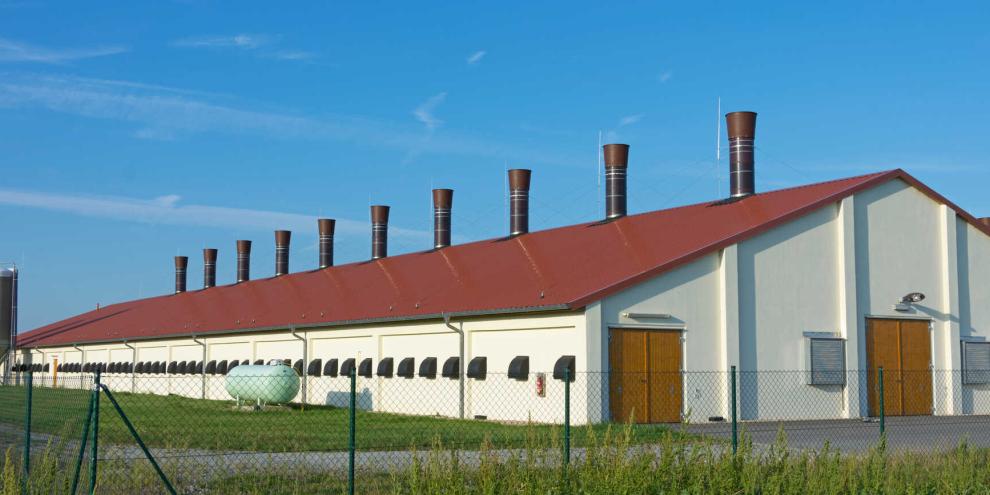 Schweinemast-AdobeStock_90625691