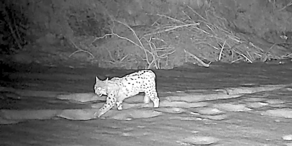 Eine bedeutende Aufnahme für den Artenschutz gelang in den Alpen.