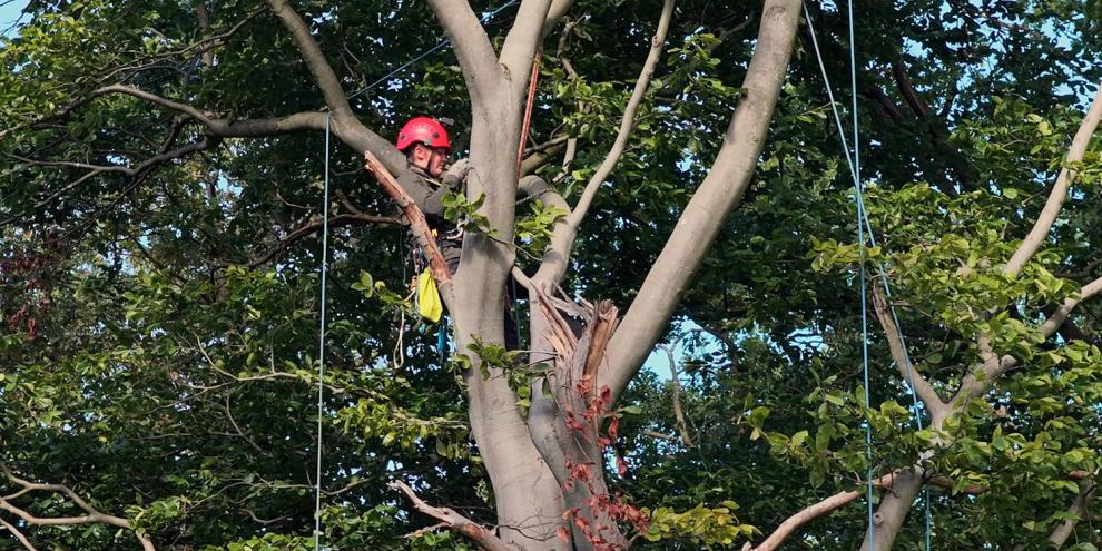 Dr. Christina Hackmann von der Universität Göttingen klettert in die Baumkrone, um Proben zu sammeln.