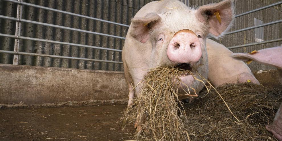 Mit dem richtigen Raufutter lässt sich die Kotkonsistenz bei Sauen postitiv beeinflussen.