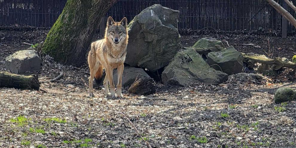 Ein Wolf in Südkorea konnte dem Zoo entkommen. Nun sucht das Land nach dem Tier.