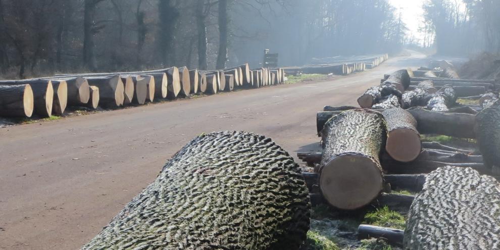 Der Lagerplatz Römerstraße mit Werthölzern der Submission Mittelrhein-Mosel