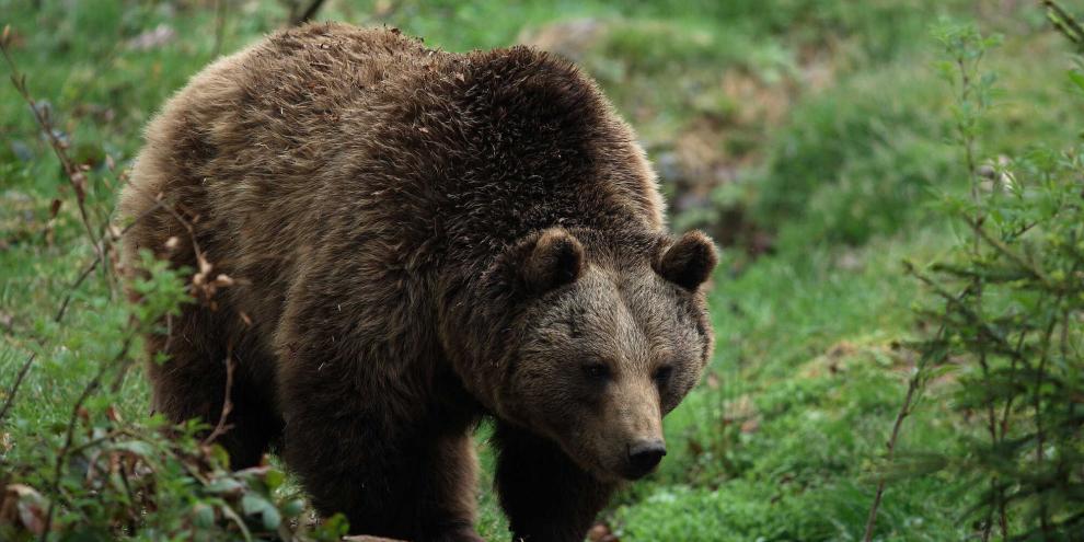 In Tirol sorgt derzeit ein Bär für Aufregung. Es gab mehrere Risse (Symbolbild).In den Alpen sorgt eine Bärensichtung für Aufsehen.
