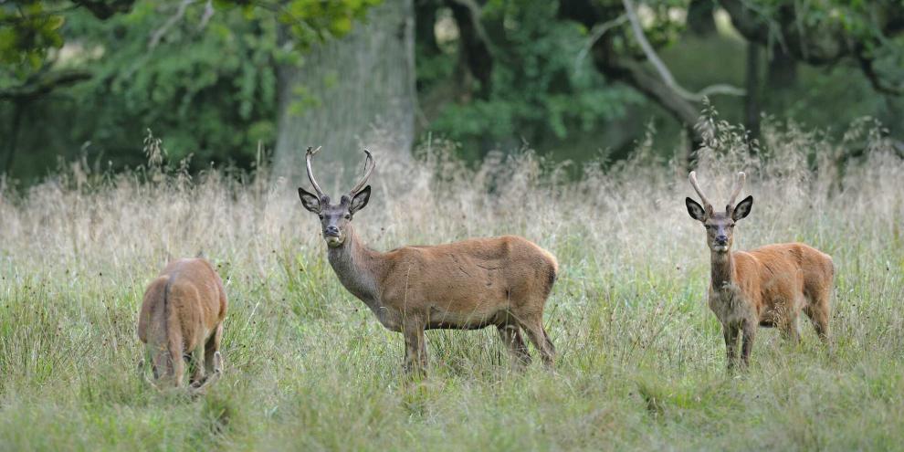 Im Landkreis Weilheim-Schongau stand das Vorhaben eines Eigenjagdbesitzers heftig in der Kritik.