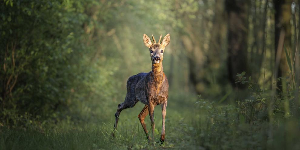 Wann sollte man Rehwild im Wald bejagen? Gerade in Zeiten des Waldumbaus und des Klimawandels ein heiß diskutiertes Thema.