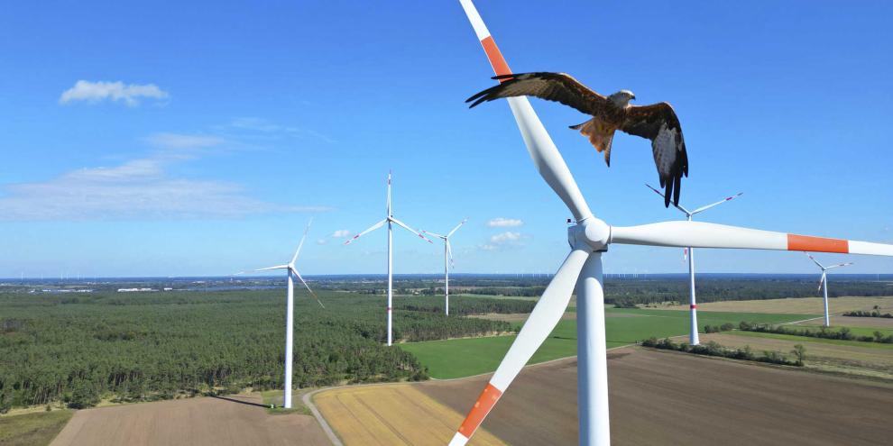 Zwei neue Studien haben das Gefährdungsrisiko von Vögeln durch Windkraftanlagen analysiert.