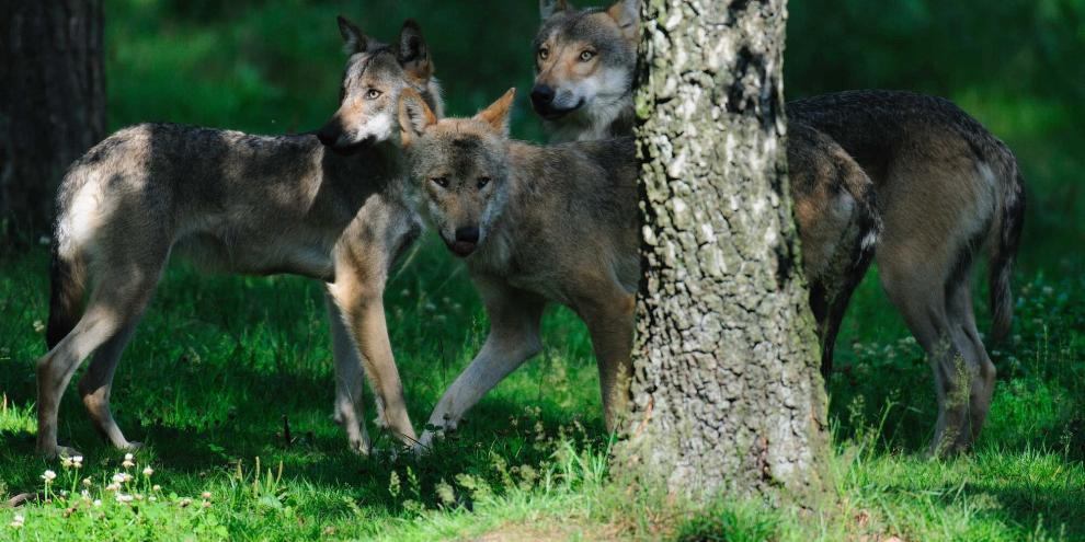 In Niedersachsen laufen Planungen, wie zukünftig mit dem Wolf umgegangen werden soll. Auch der Abschuss ganzer Rudel steht zur Debatte.